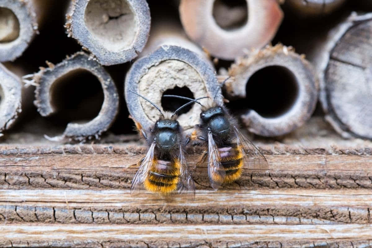 Solitary_ Bees_ In_ Habitat.jpg Wallpaper