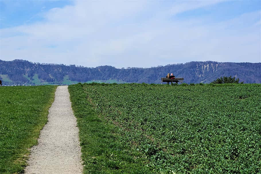 Solitary Bench Scenic Path Zollikon Wallpaper