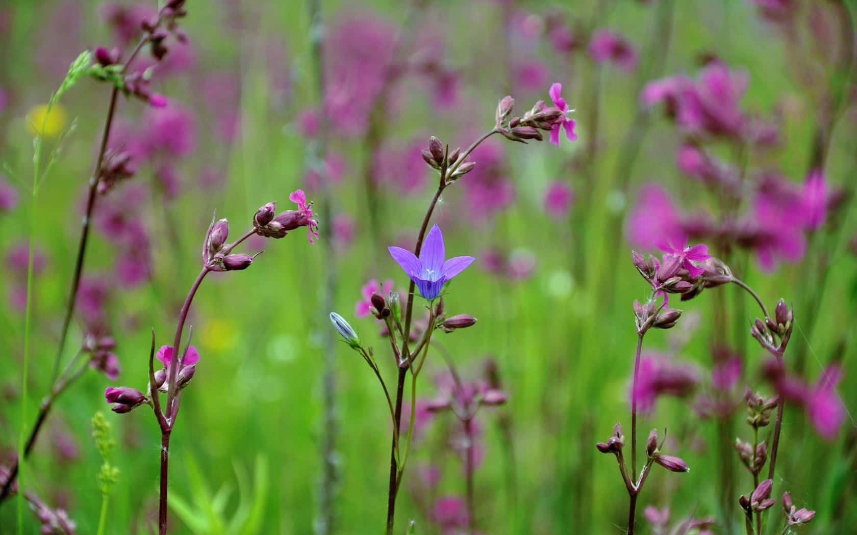 Solitary_ Blue_ Flower_ Amidst_ Pink_ Wildflowers.jpg Wallpaper