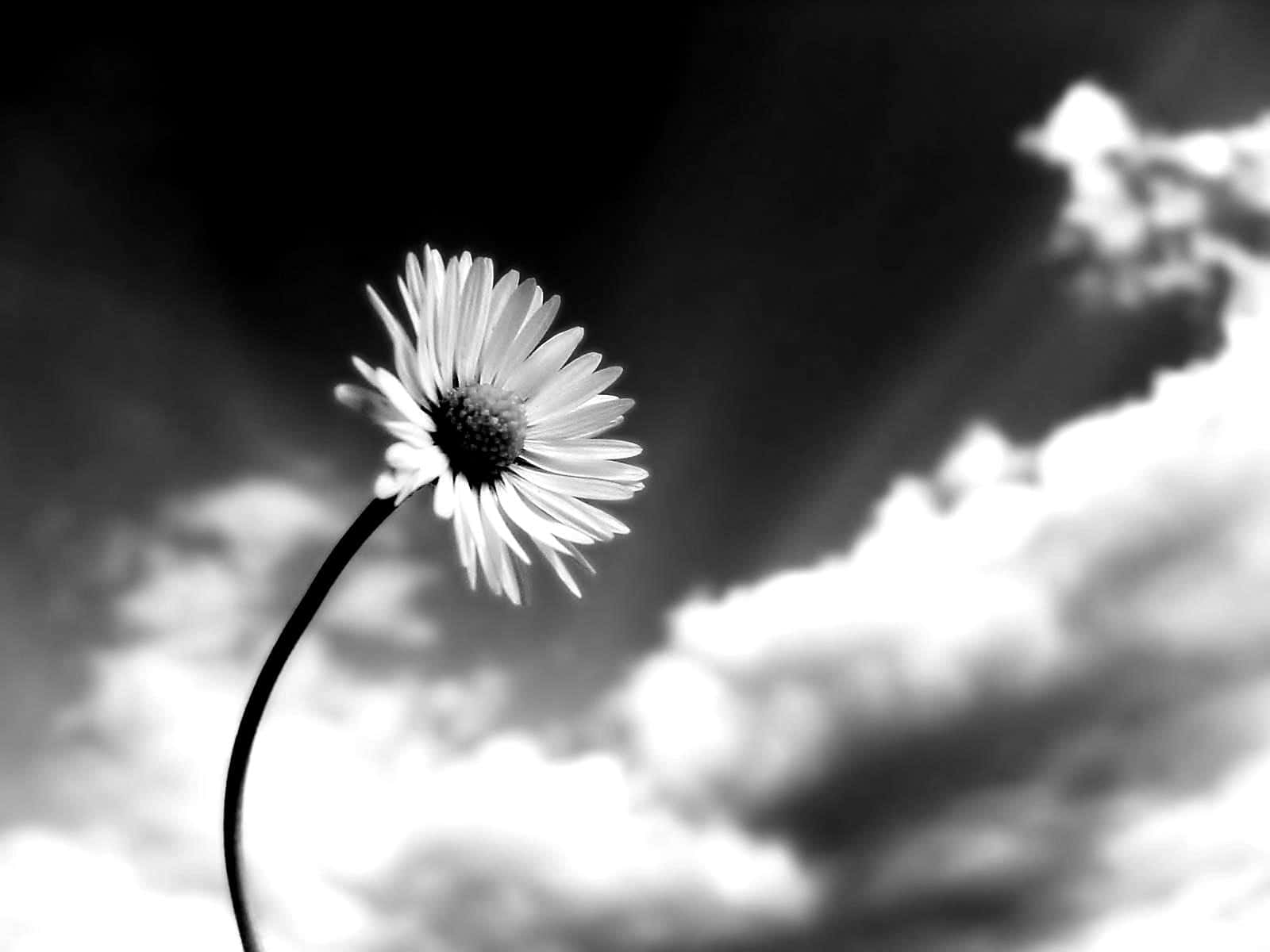 Solitary Daisy Blackand White Wallpaper