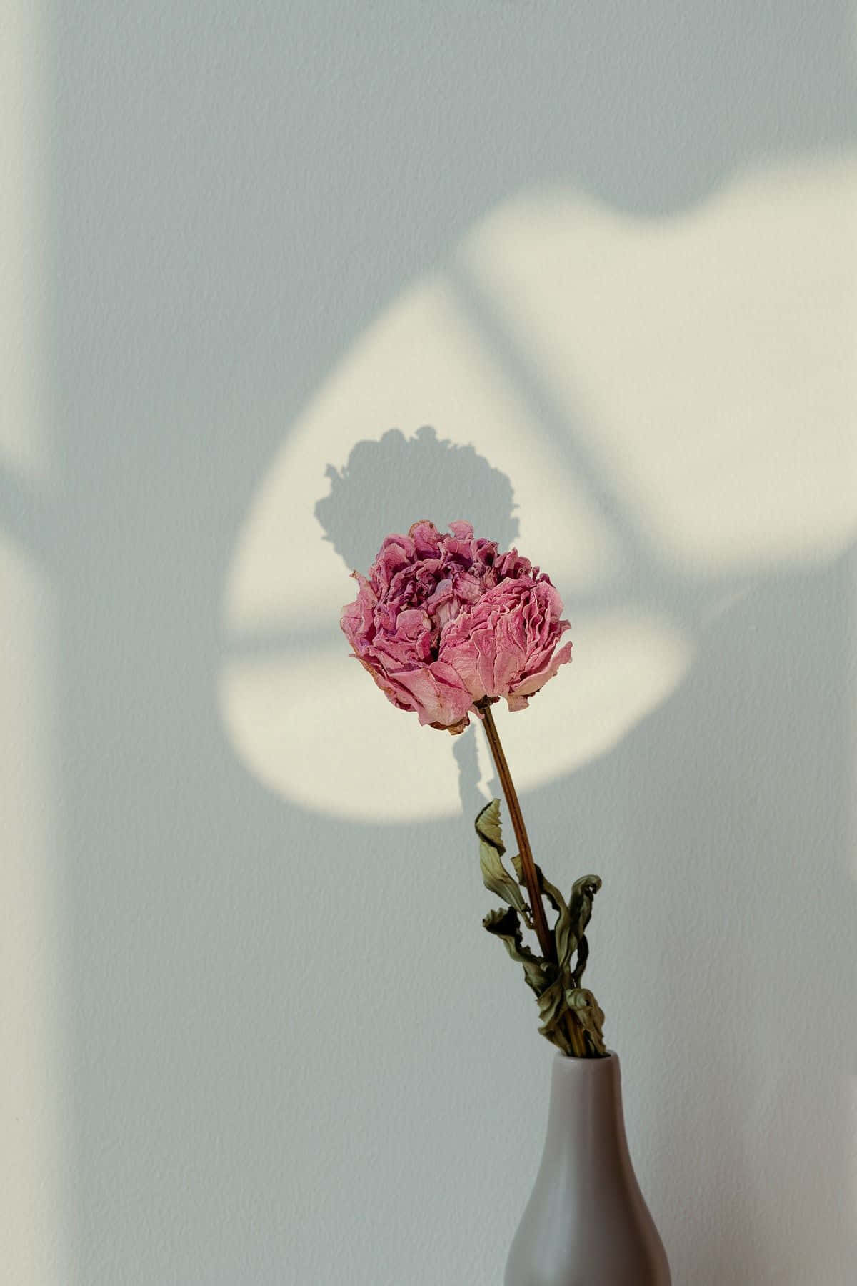 Solitary Peonyin Vase Shadow Art Wallpaper