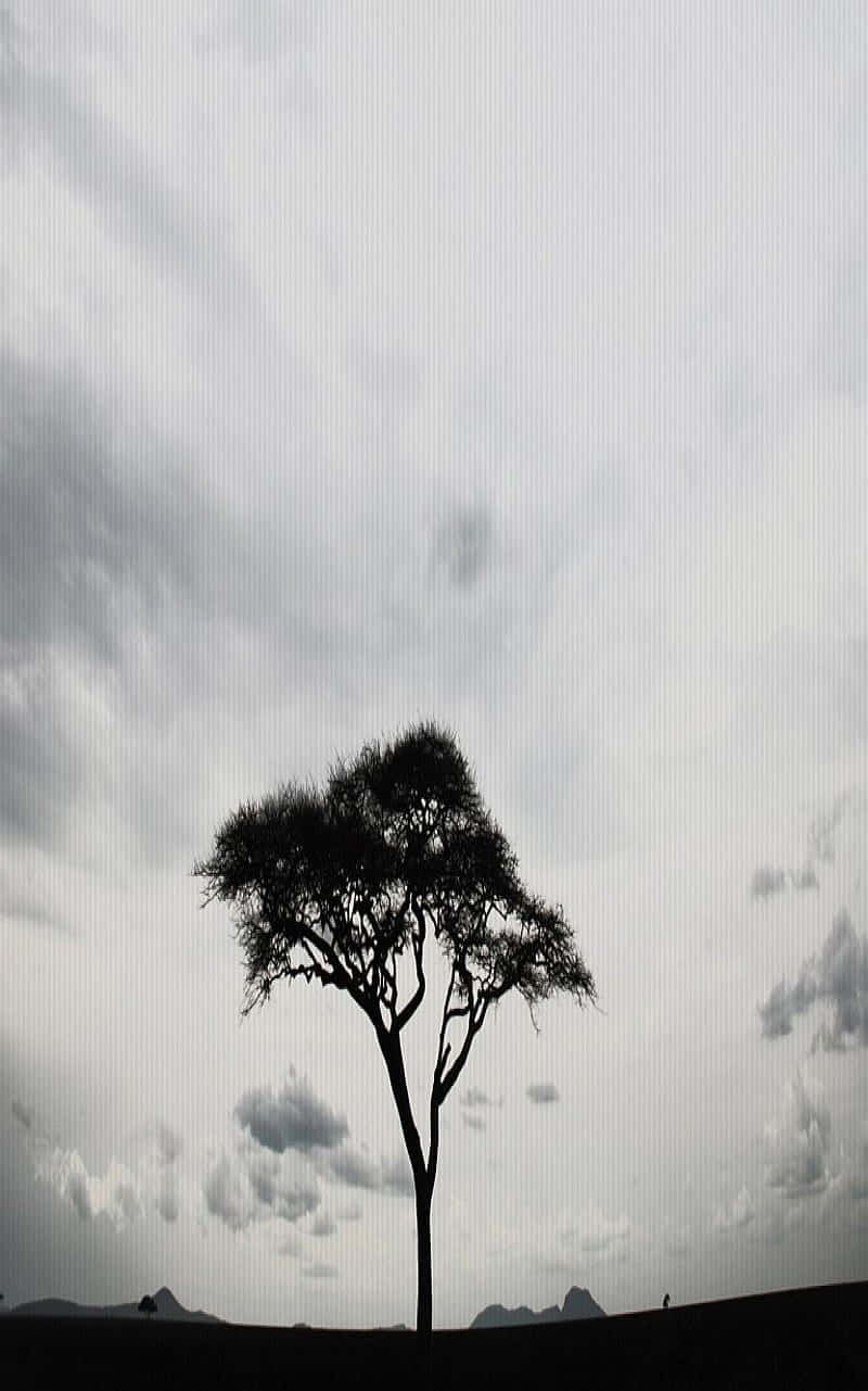 Solitary Tall Tree Wallpaper