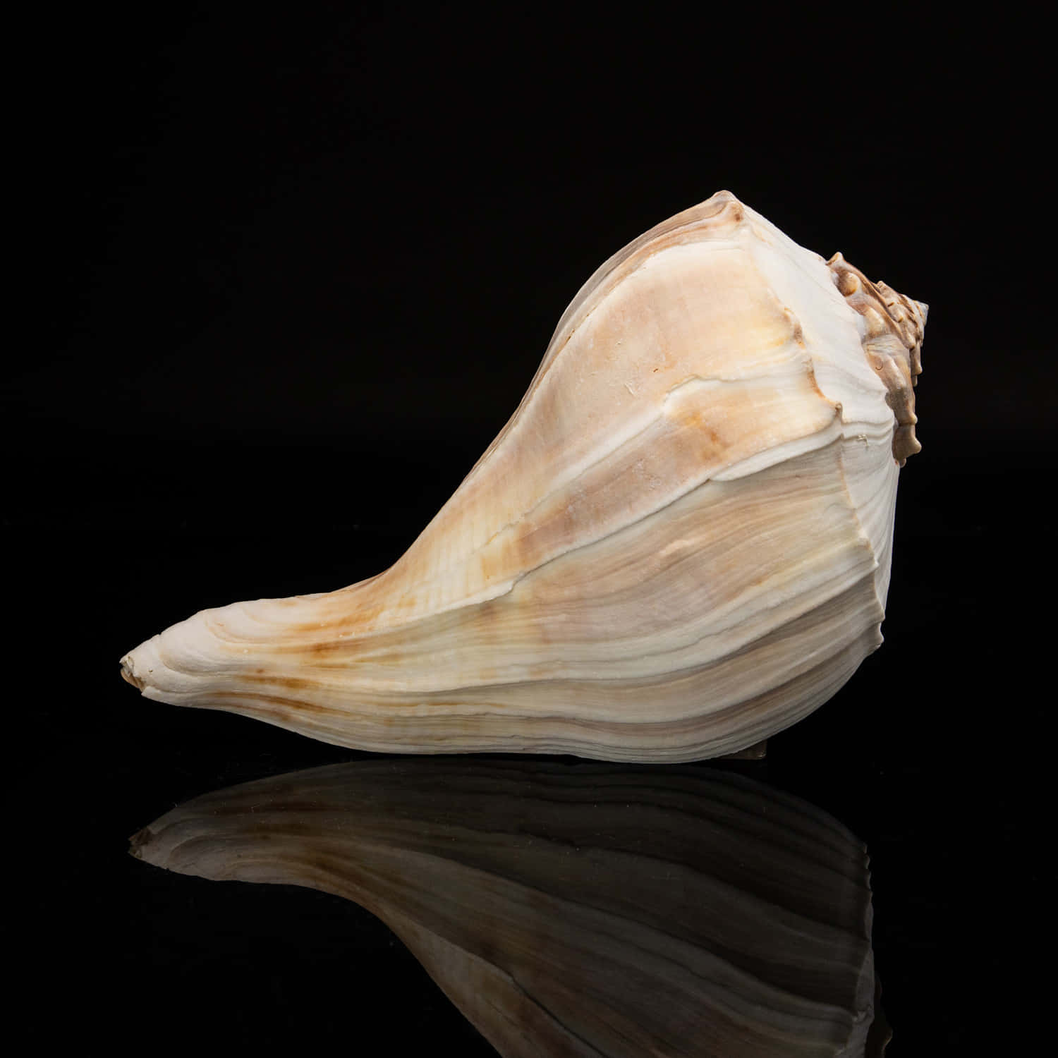 Solitary Whelk Shellon Black Wallpaper