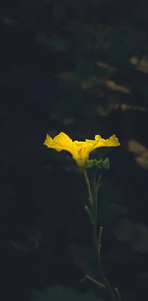 Solitary_ Yellow_ Flower_ Moody_ Background.jpg Wallpaper