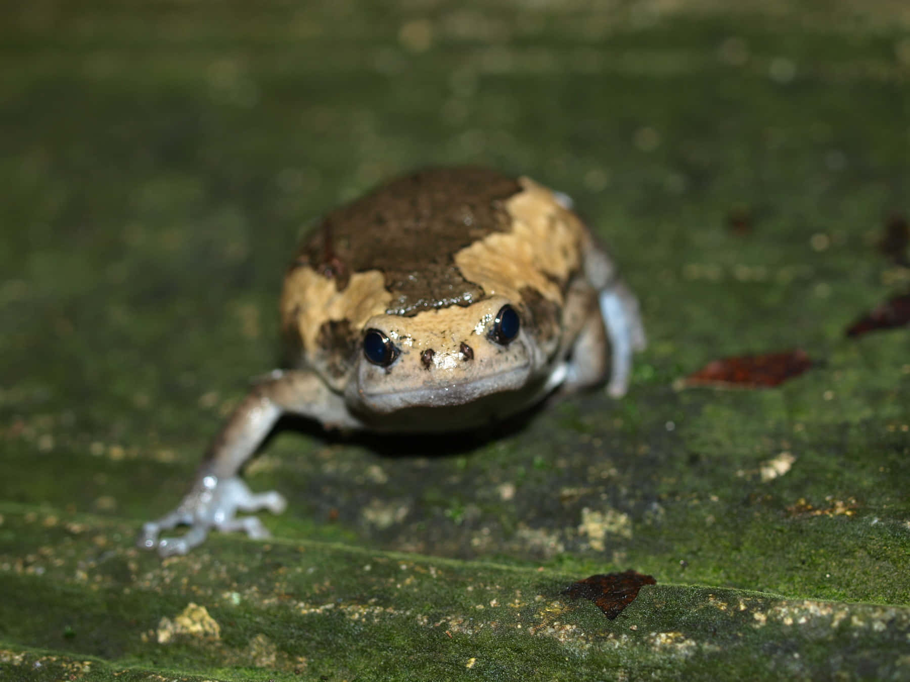 South_ Asian_ Brown_ Frog_ On_ Green_ Surface.jpg Wallpaper