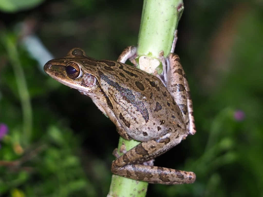 South Asian Frog Clingingto Stem Wallpaper