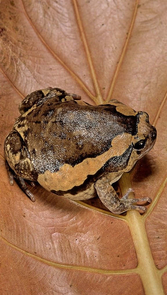 South_ Asian_ Frog_ On_ Leaf Wallpaper