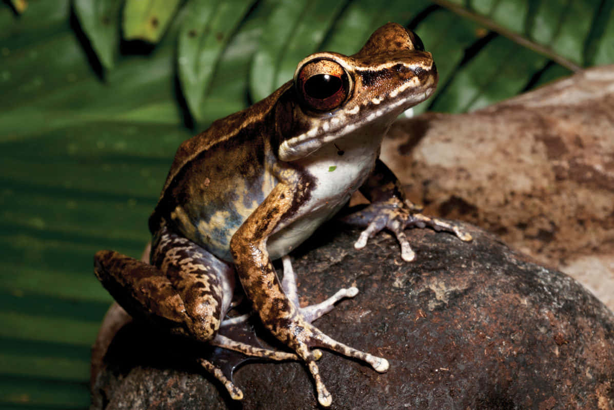 South Asian Frog On Rock.jpg Wallpaper