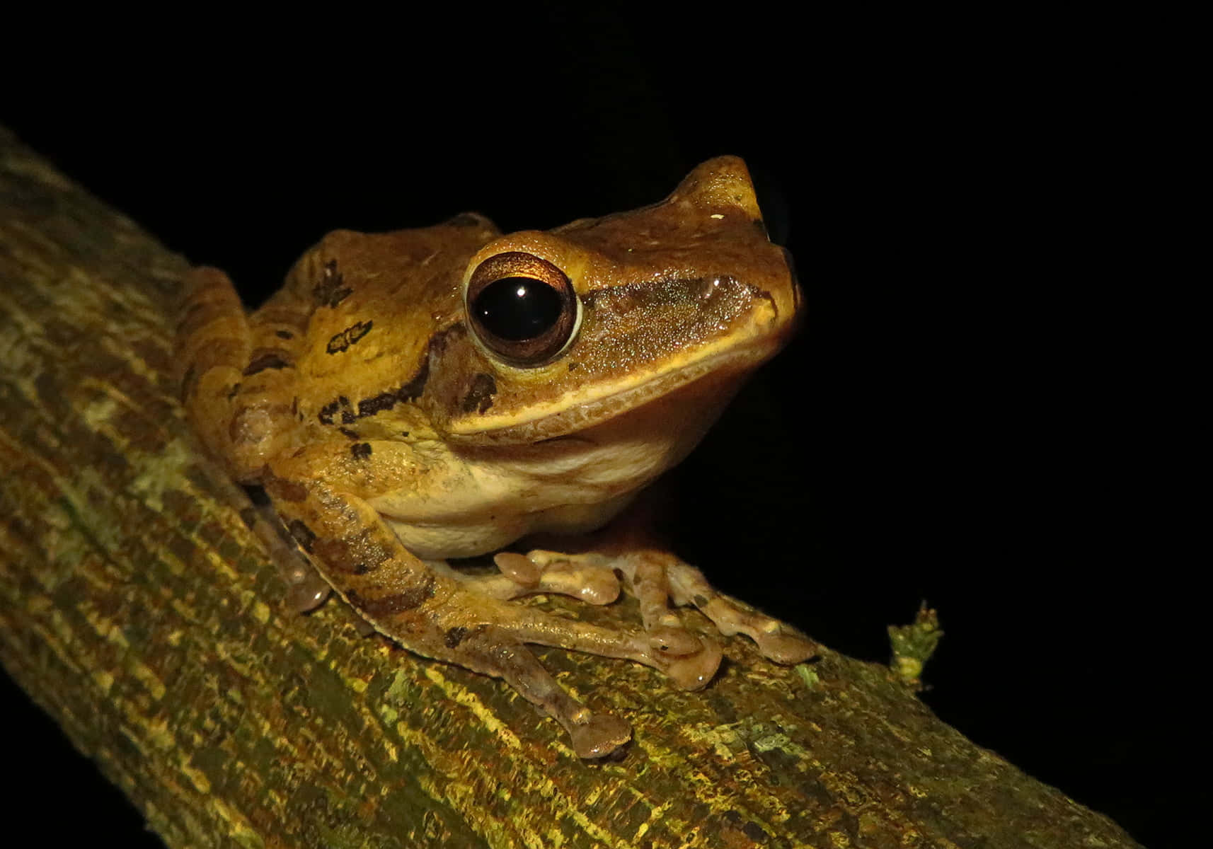 South Asian Frogon Branch Nighttime Wallpaper