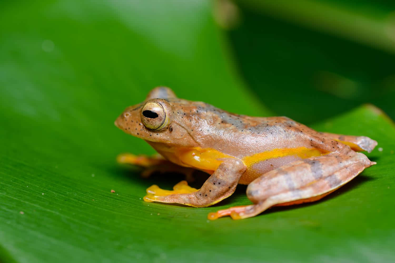 South Asian Frogon Green Leaf Wallpaper