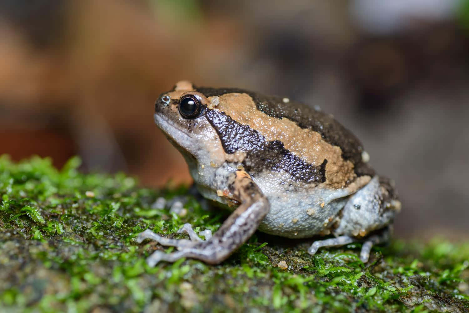 South Asian Frogon Mossy Surface Wallpaper