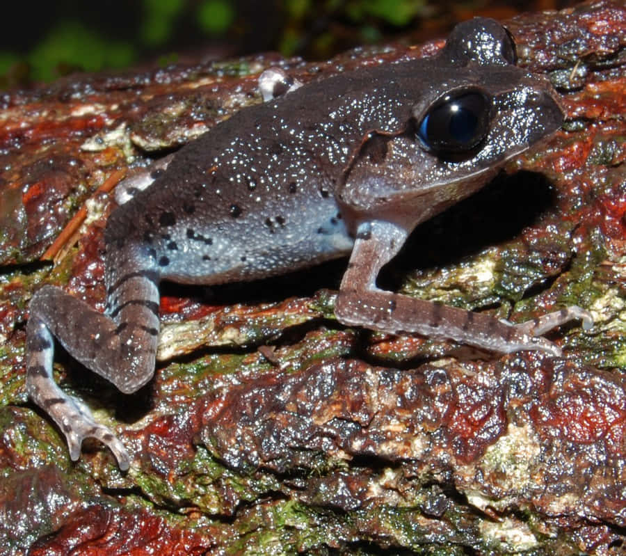 South Asian Tree Frog On Bark Wallpaper