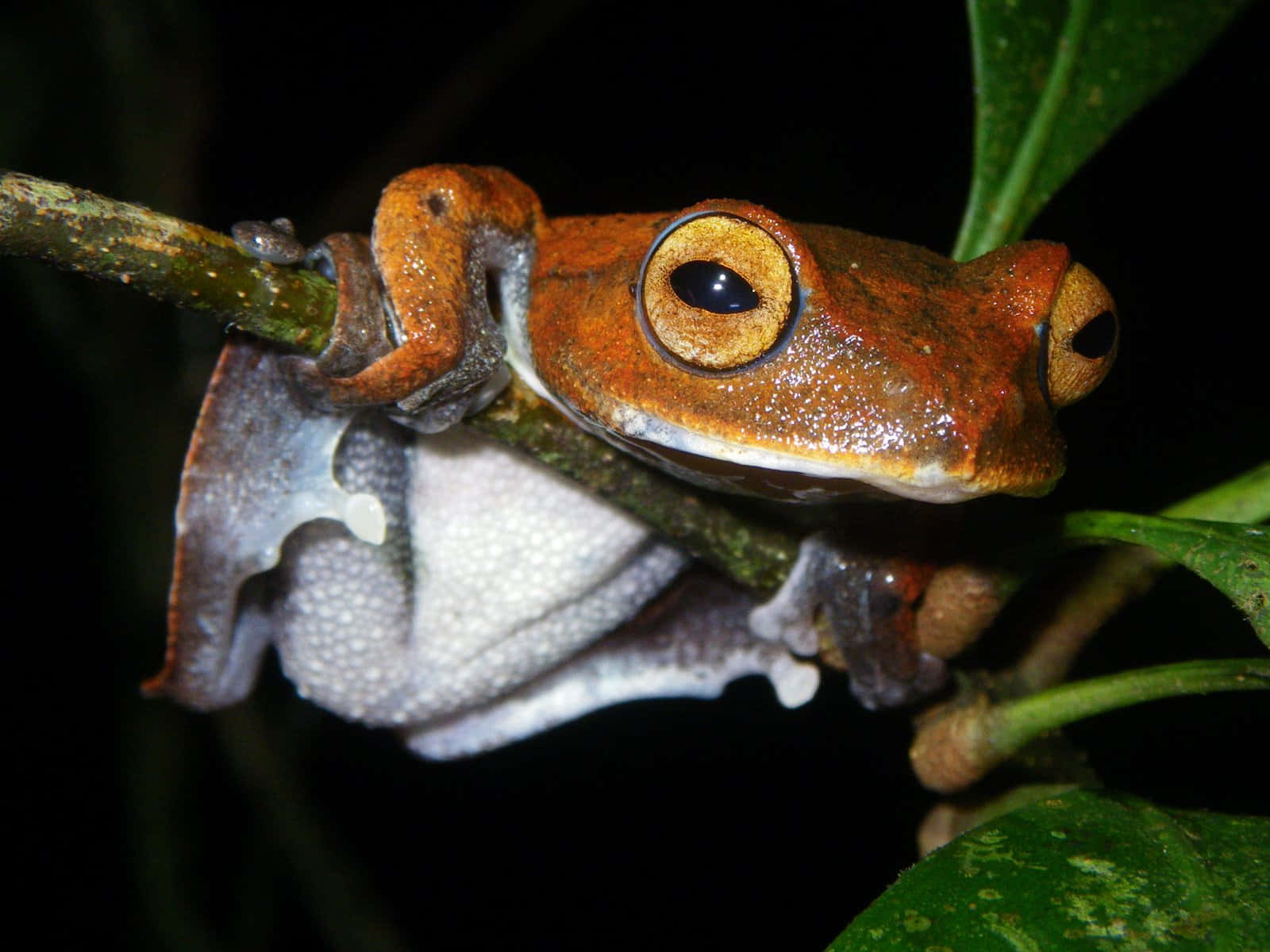 South Asian Tree Frog On Branch Wallpaper