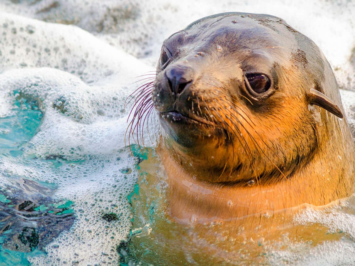 Southern Fur Seal In Surf Wallpaper