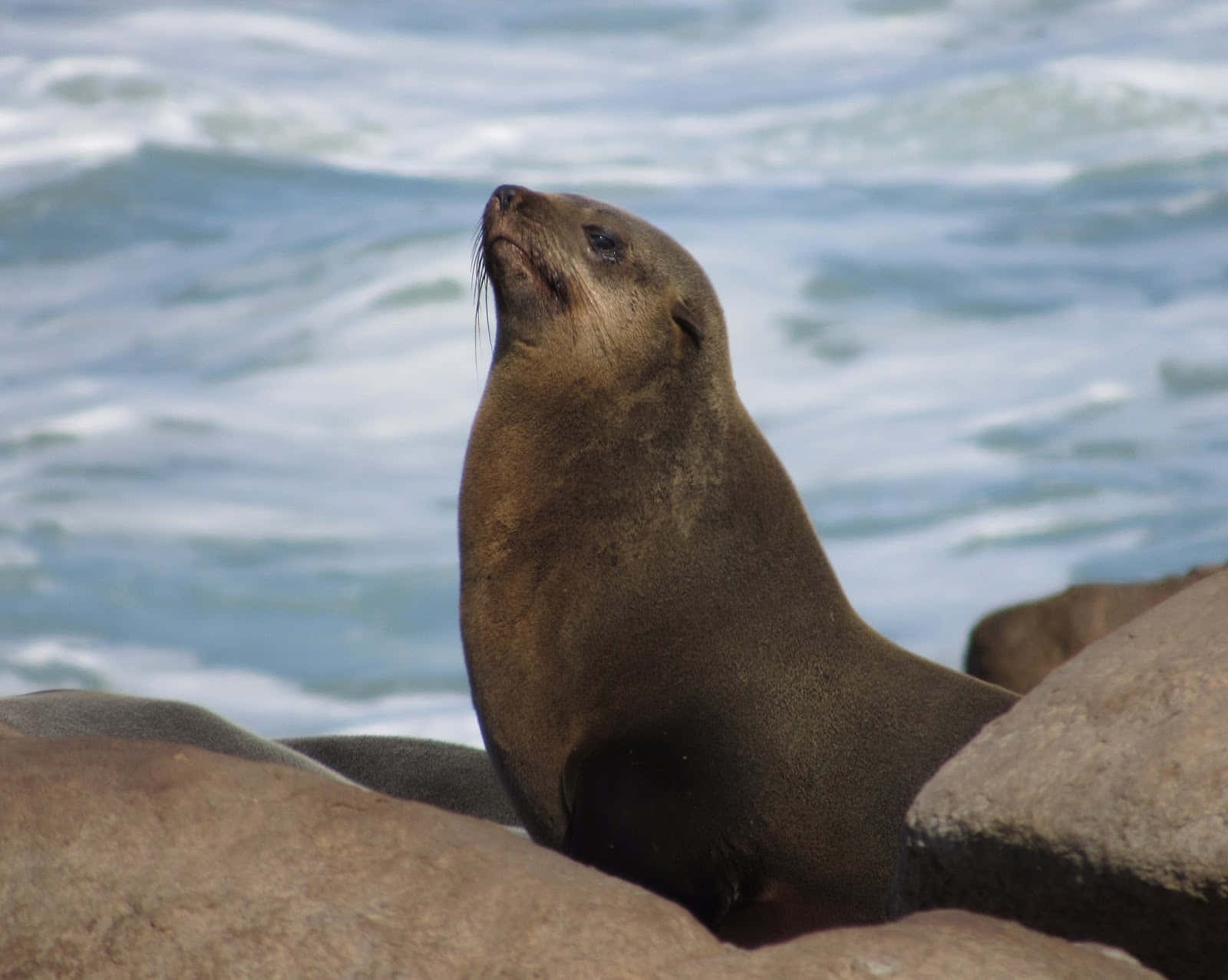 Southern Fur Seal On Rocks.jpg Wallpaper