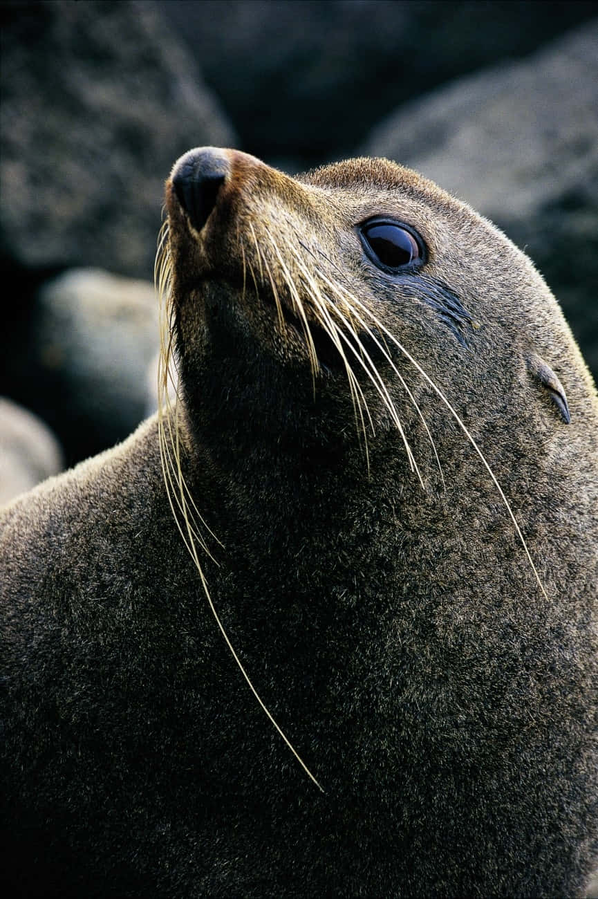 Southern Fur Seal Portrait Wallpaper