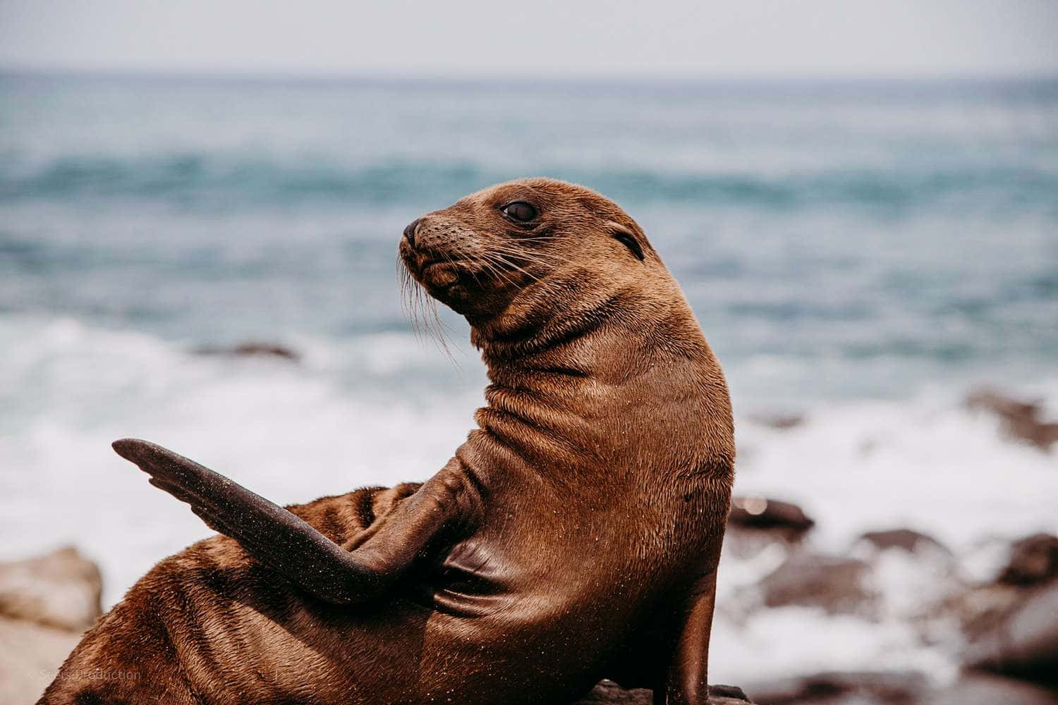 Southern Fur Seal Pose Wallpaper