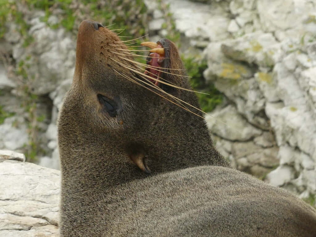 Southern Fur Seal Profile View Wallpaper