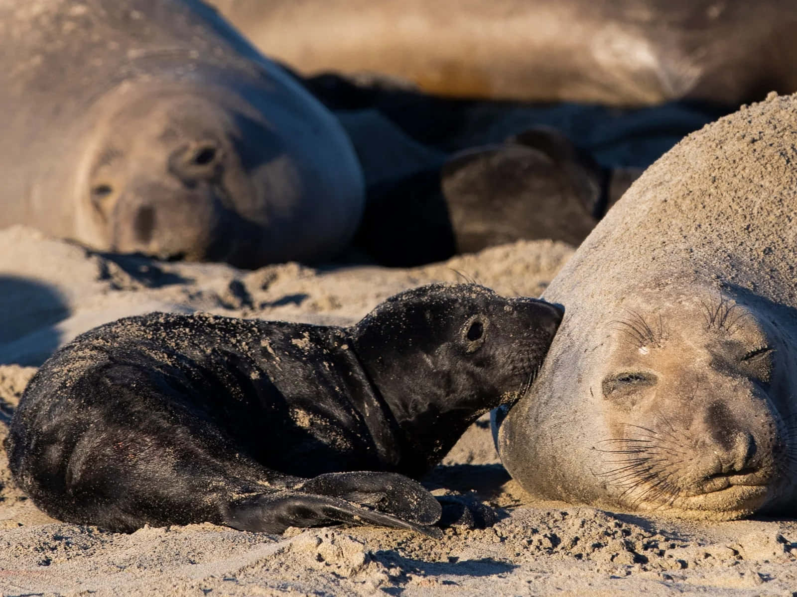 Southern Fur Seal Pup Affection Wallpaper