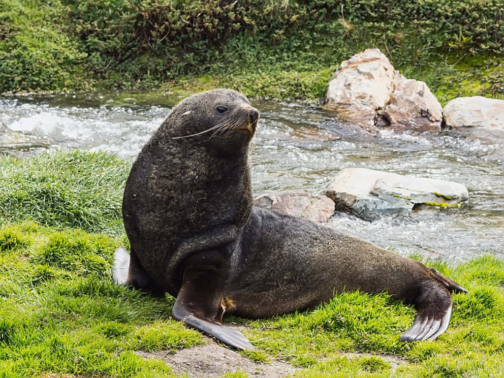 Southern Fur Seal Restingby Stream.jpg Wallpaper