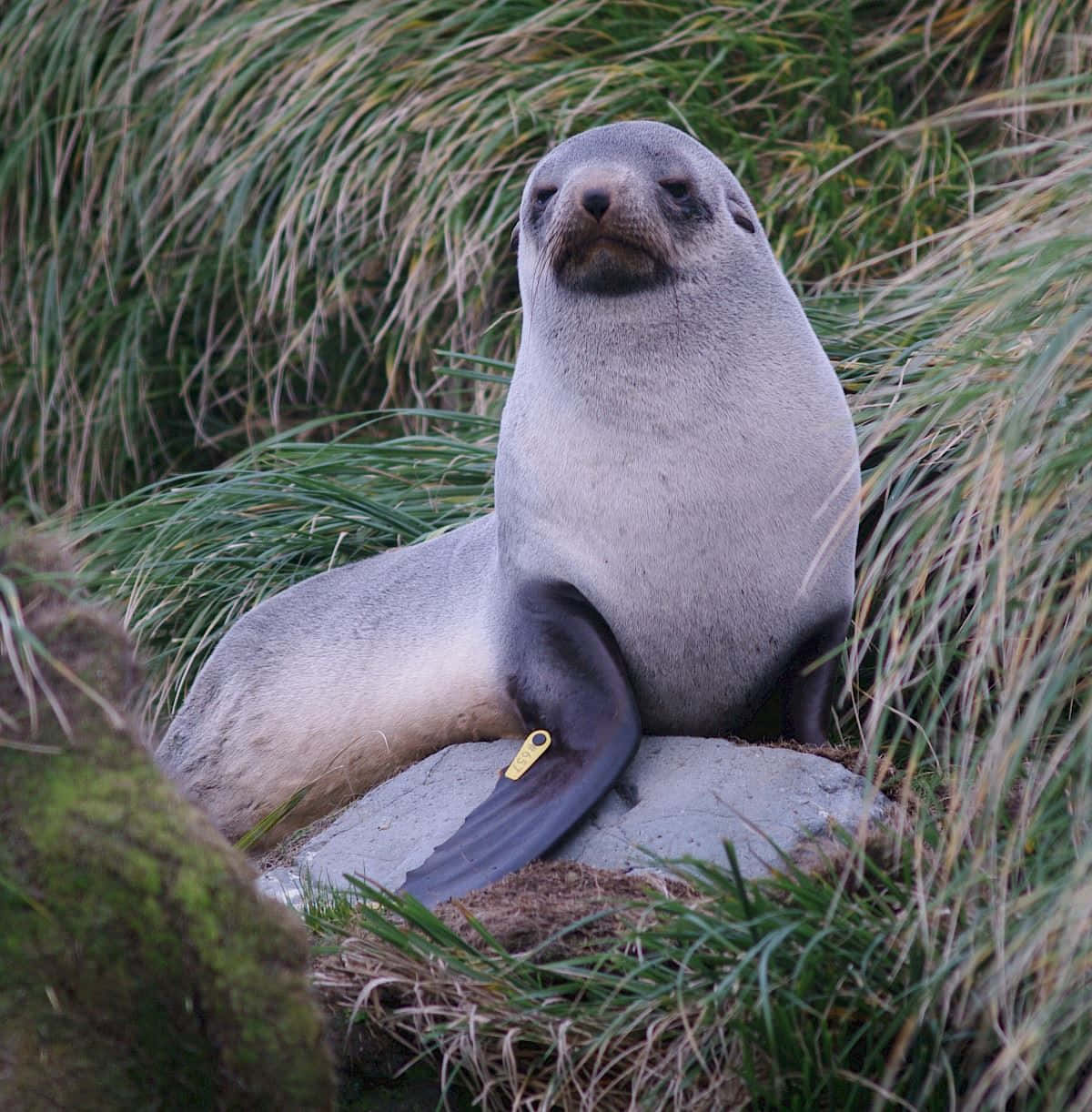 Southern Fur Seal Restingin Grass Wallpaper