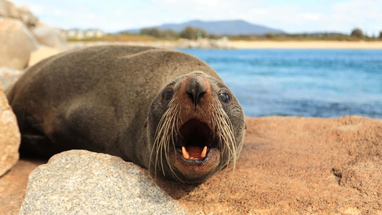 Southern Fur Seal Restingon Rocks Wallpaper