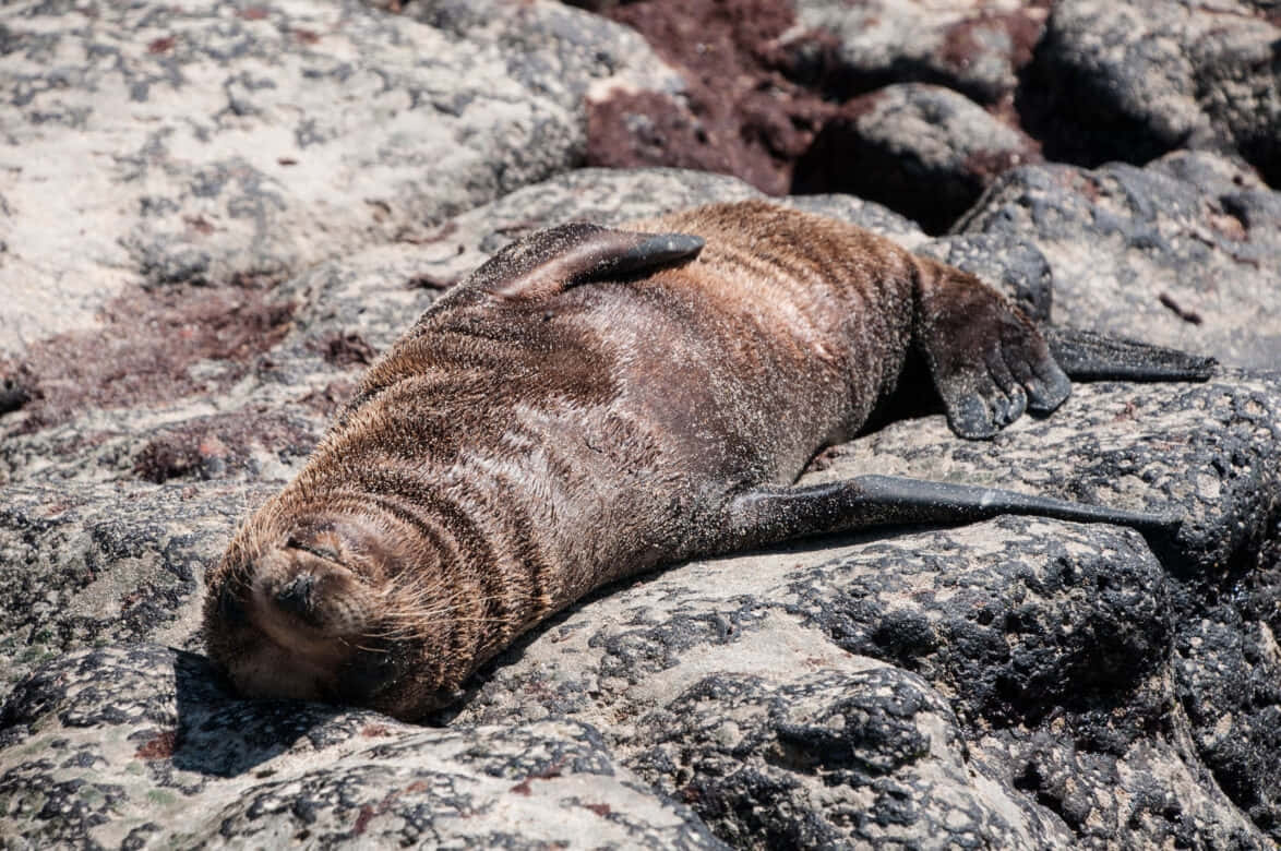 Southern Fur Seal Restingon Rocks.jpg Wallpaper