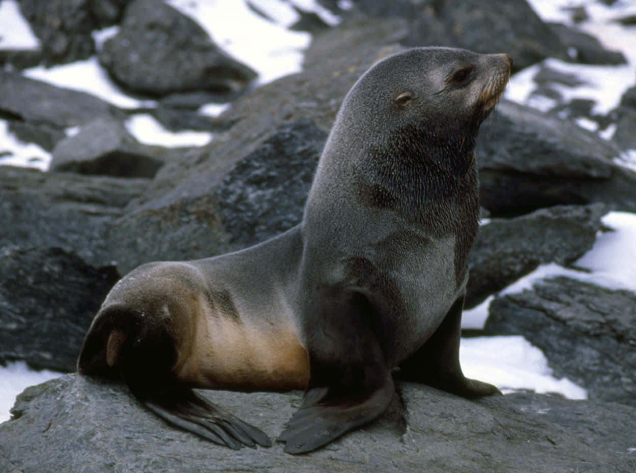 Southern Fur Seal Restingon Rocks Wallpaper