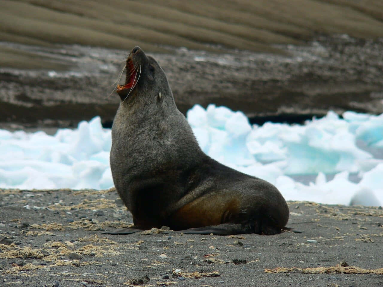 Southern_ Fur_ Seal_ Roaring_on_ Shoreline.jpg Wallpaper