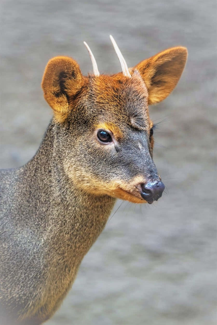 Southern Pudu Portrait.jpg Wallpaper