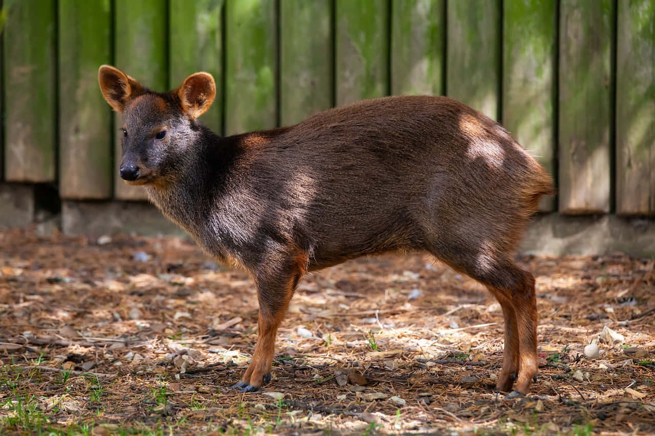 Southern Pudu Standing Near Fence.jpg Wallpaper