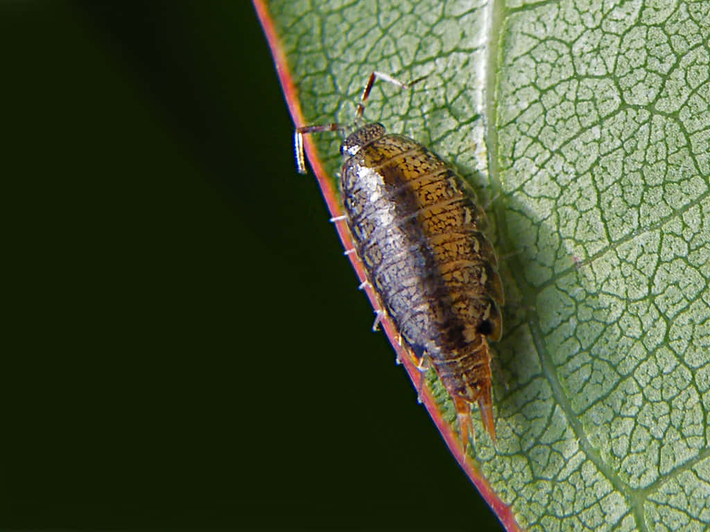 Sowbugon Leaf Closeup Wallpaper