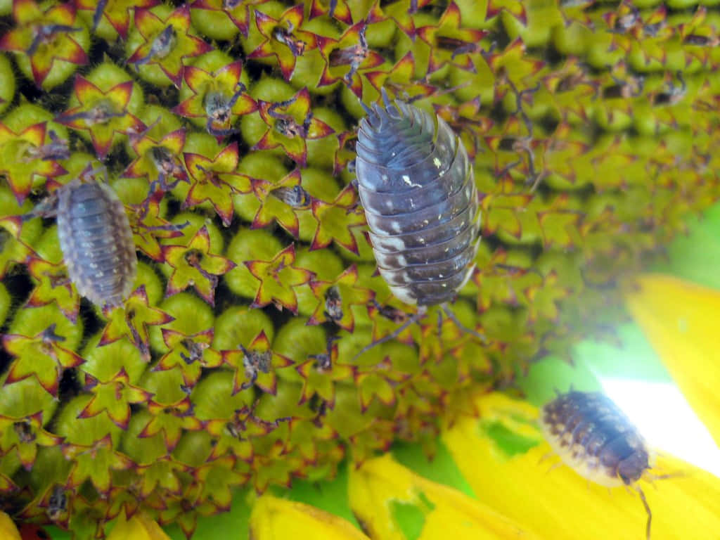 Sowbugson Plant Surface Wallpaper