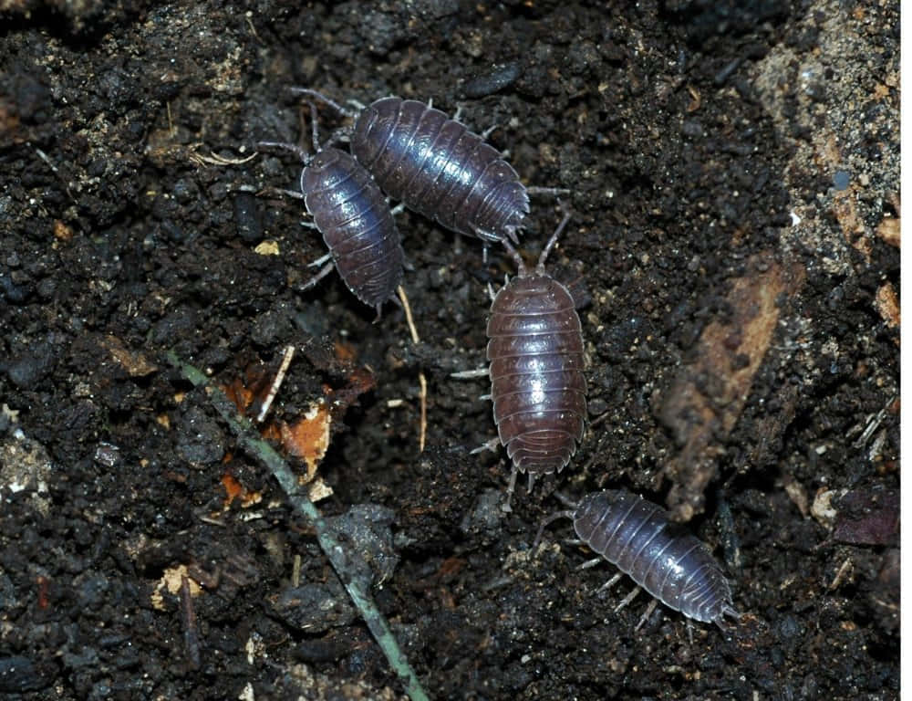 Sowbugson Soil Wallpaper