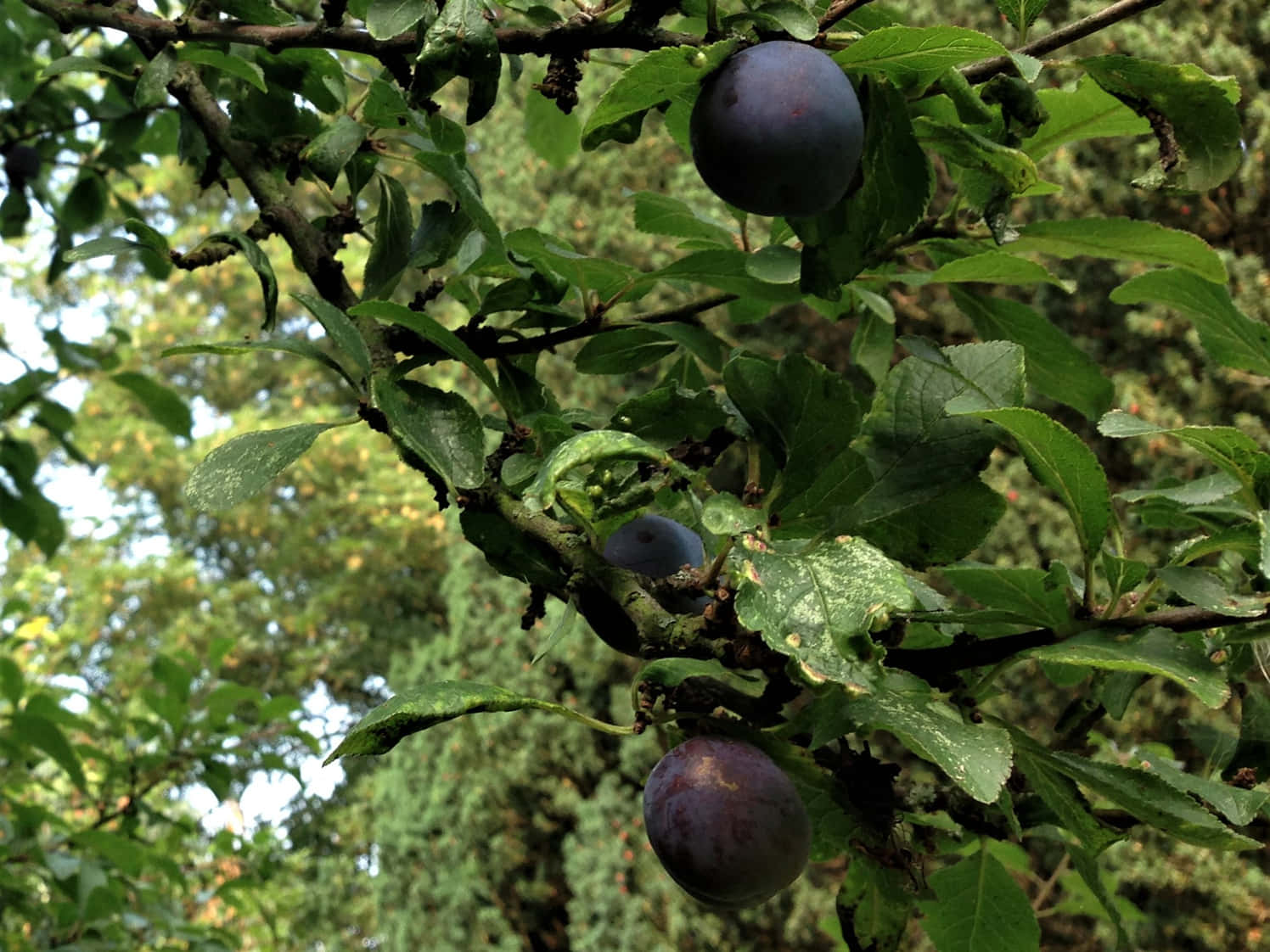 Sparse Dark Purple Damson Plums Wallpaper