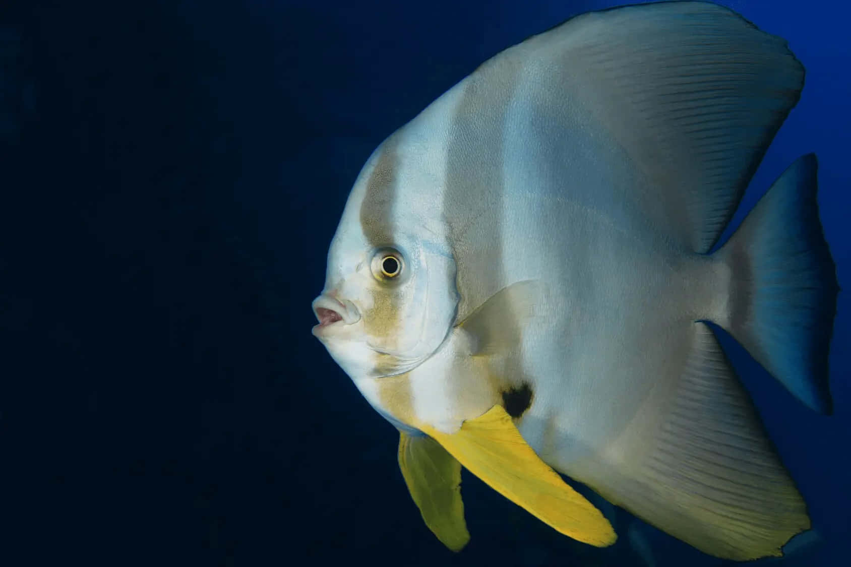 Spectacular Batfish Swimming Under The Deep Blue Sea. Wallpaper