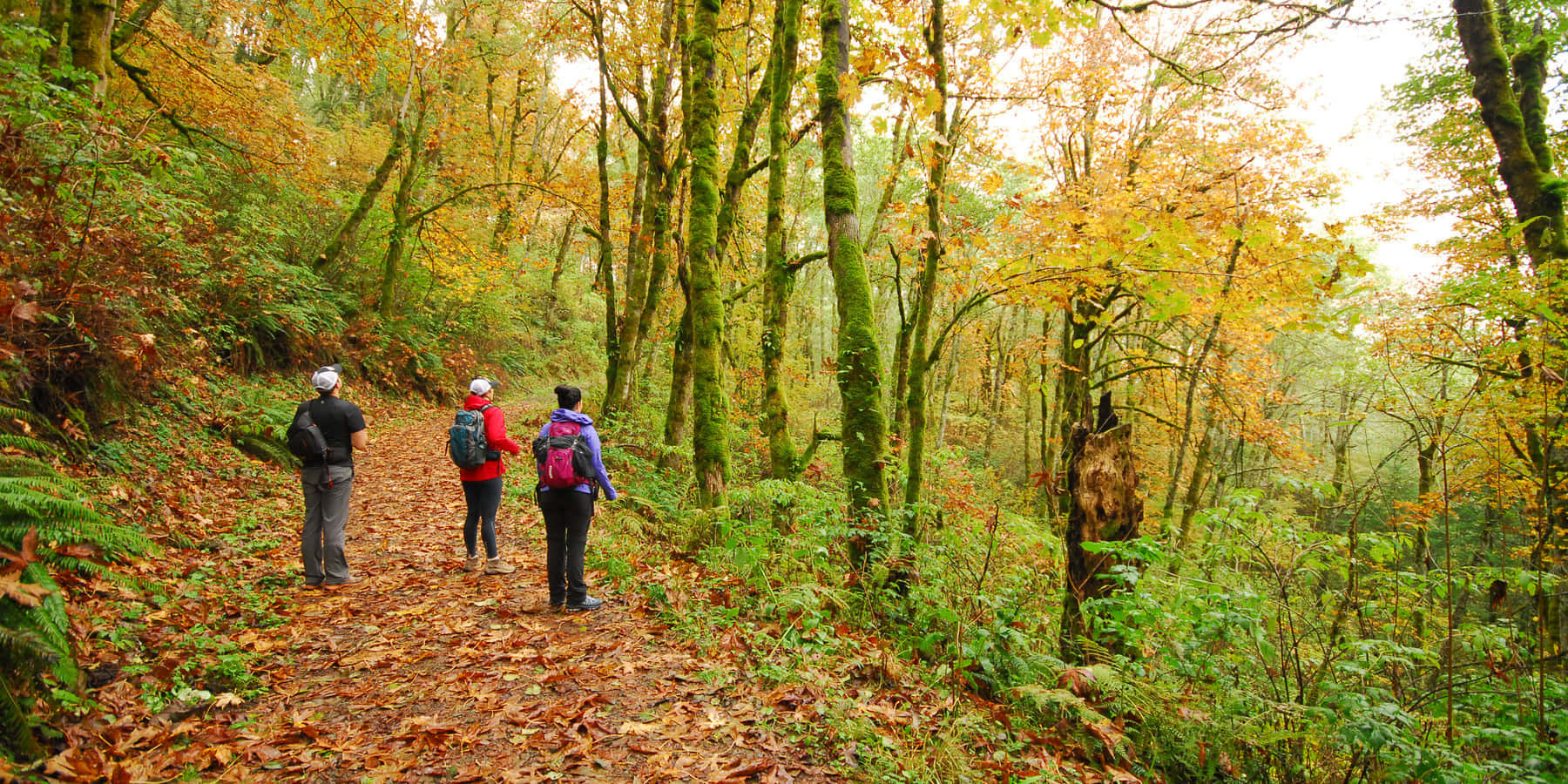 Spectacular Fall Hike On A Scenic Trail Wallpaper