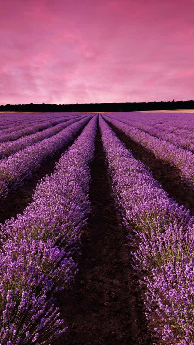 Spectacular Lavender Fields In France Wallpaper