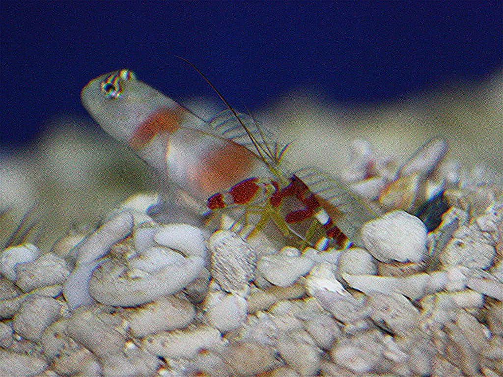 Spectacular Snap - The Vibrant Pistol Shrimp Wallpaper