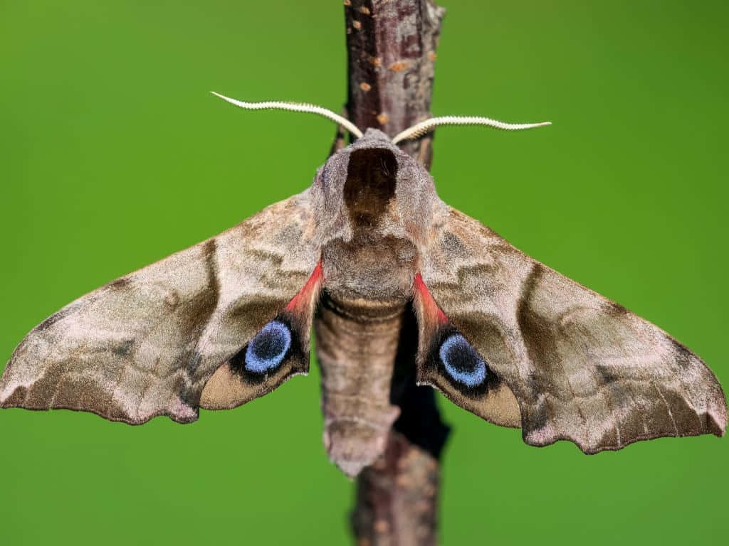 Sphinx Moth Eye Spot Wings Wallpaper