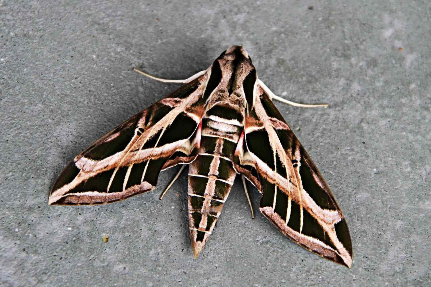 Sphinx Moth Restingon Concrete Wallpaper