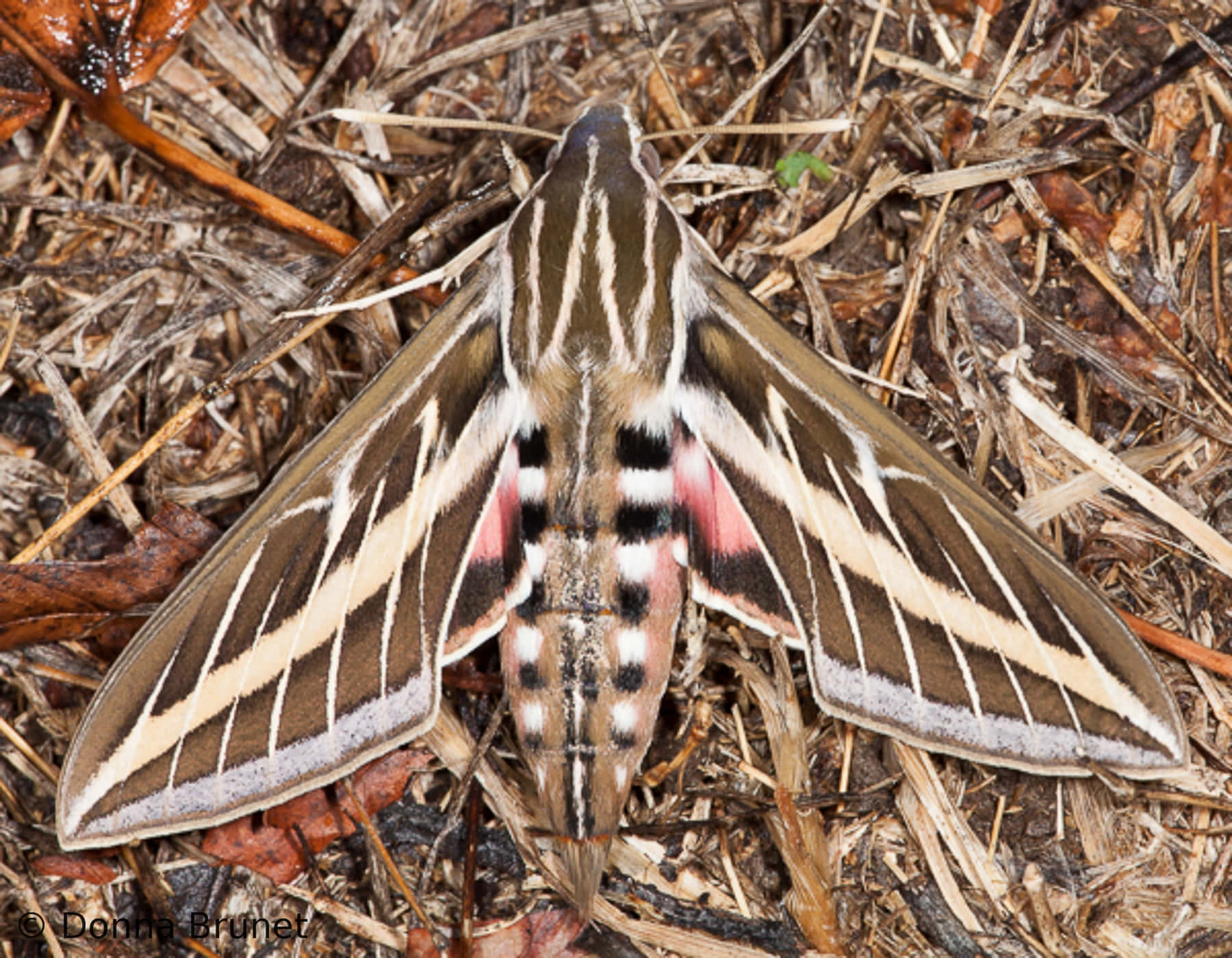 Sphinx Moth Restingon Ground Wallpaper