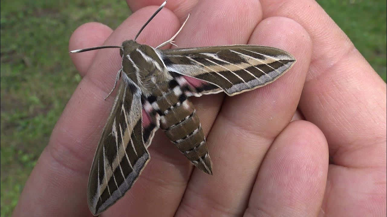 Sphinx Moth Restingon Human Hand Wallpaper