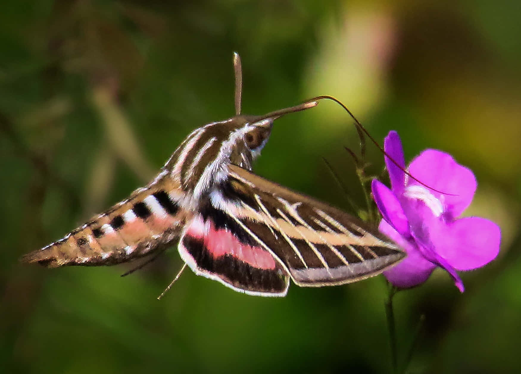 Sphinx Mothin Flight Wallpaper