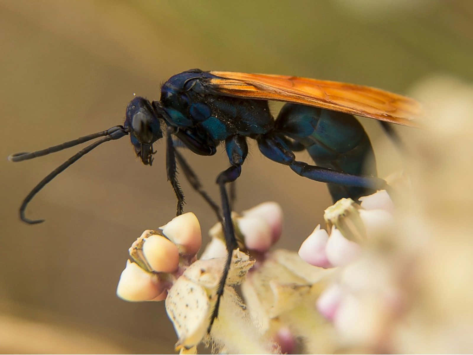 Spider Wasp Close Up Wallpaper