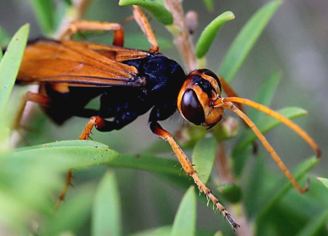 Spider Wasp Closeup Wallpaper