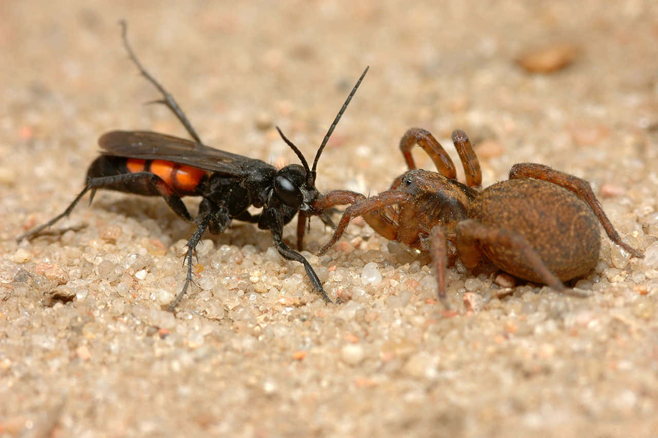 Spider Wasp Confrontation Wallpaper