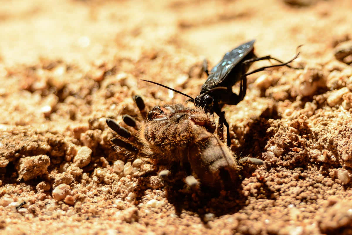 Spider Wasp Hunting Prey Wallpaper