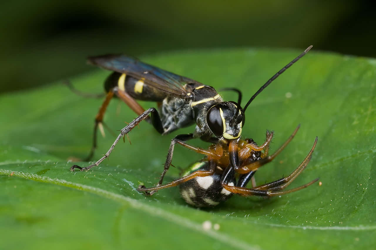 Spider Wasp Hunting Prey Wallpaper