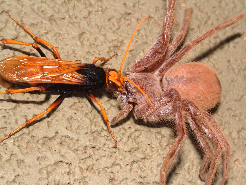 Spider Wasp Hunting Prey Wallpaper